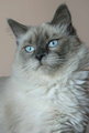 Sally