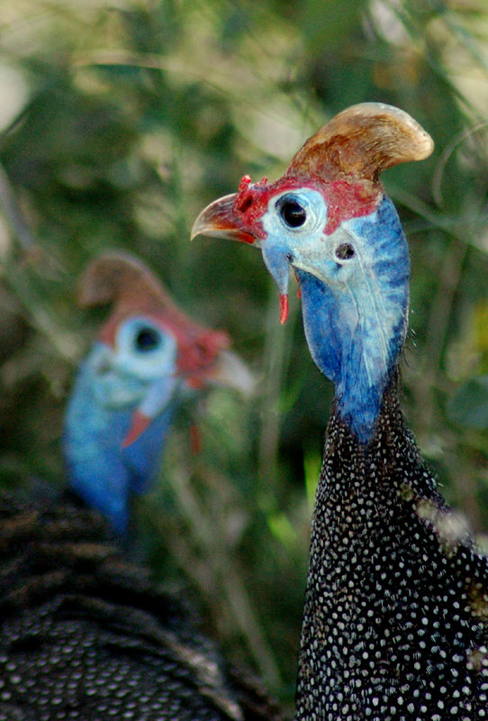 Guinea fowls