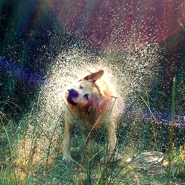 shower