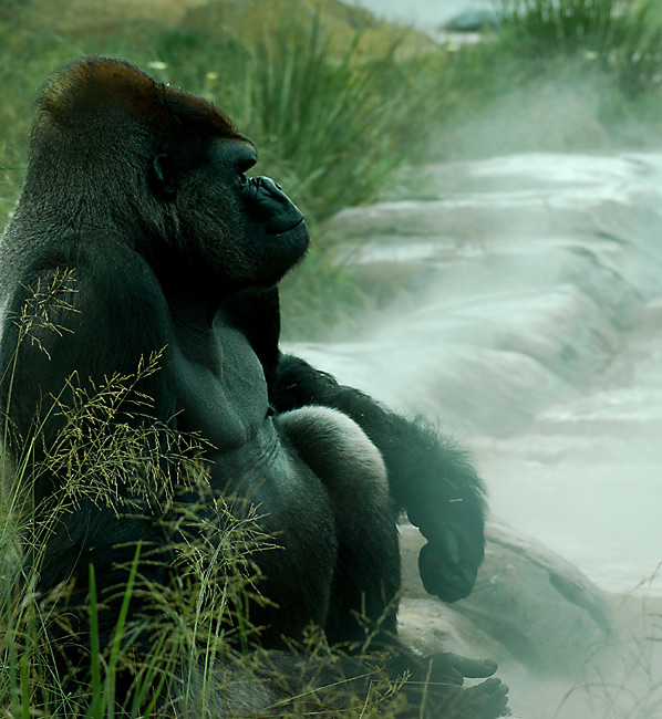 remembering Kibale