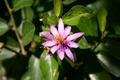 Pink Flower
