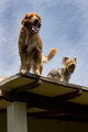 DogsOnRoof_9170.jpg