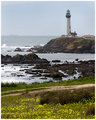 PigeonPtLH-dist_9687.jpg
