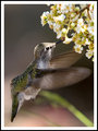 Hummer_1343a.jpg