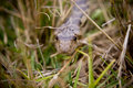 Snake-No-Crop_2380.jpg