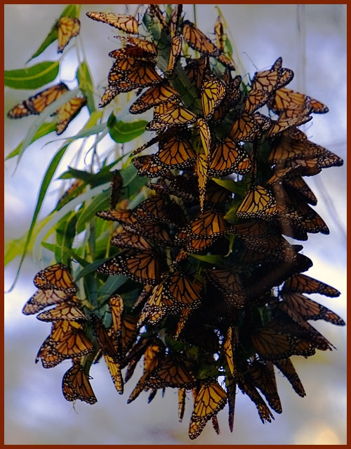 Butterflies_5872.jpg