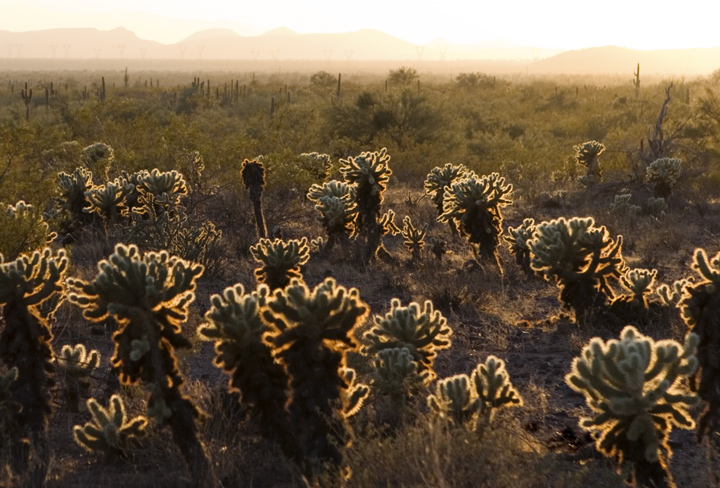 Attack of the Desert Aliens