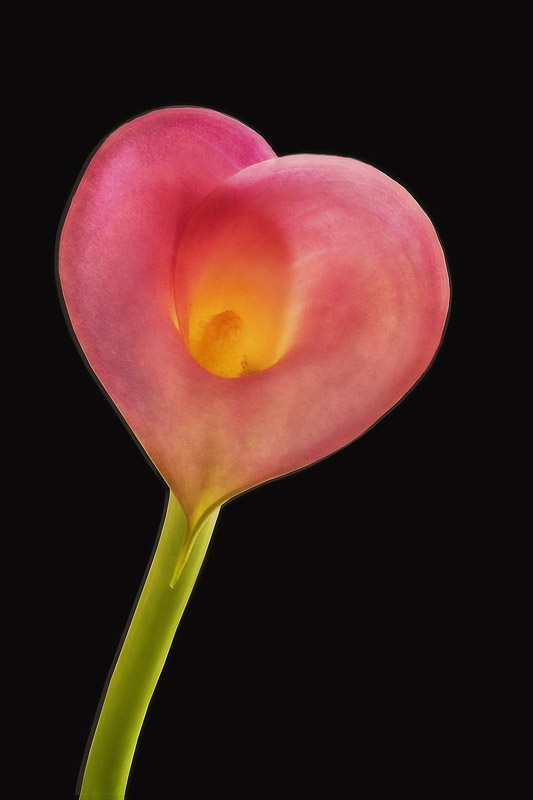 Calla Lily
