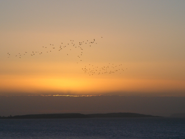Birds