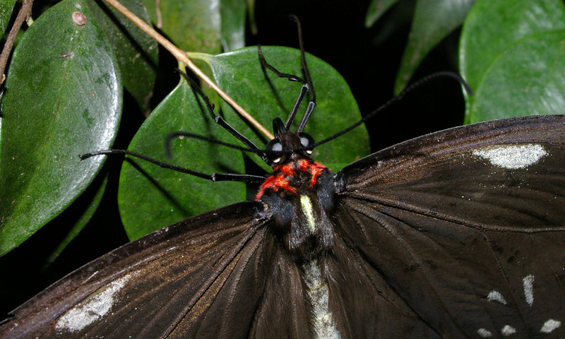 Butterfly.jpg