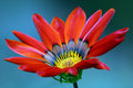 Vibrant Colors