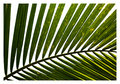 Green Rhythm