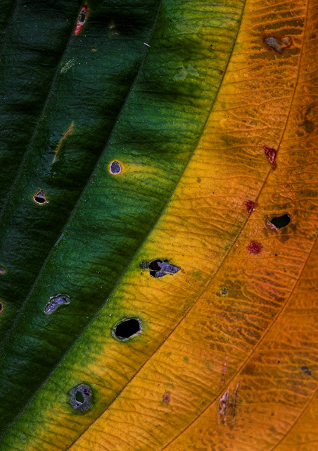 Autumn arriving