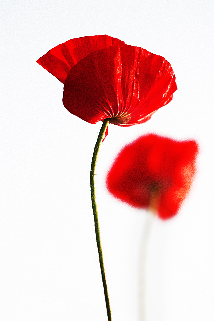 Poppy