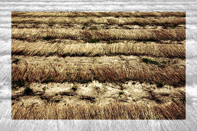 Flax
