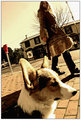 ~Furry~