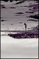 Sea Beauty