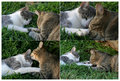 love fest