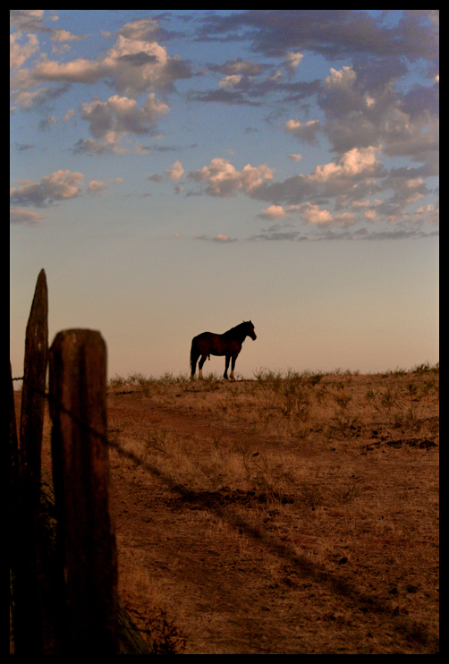 stallion.