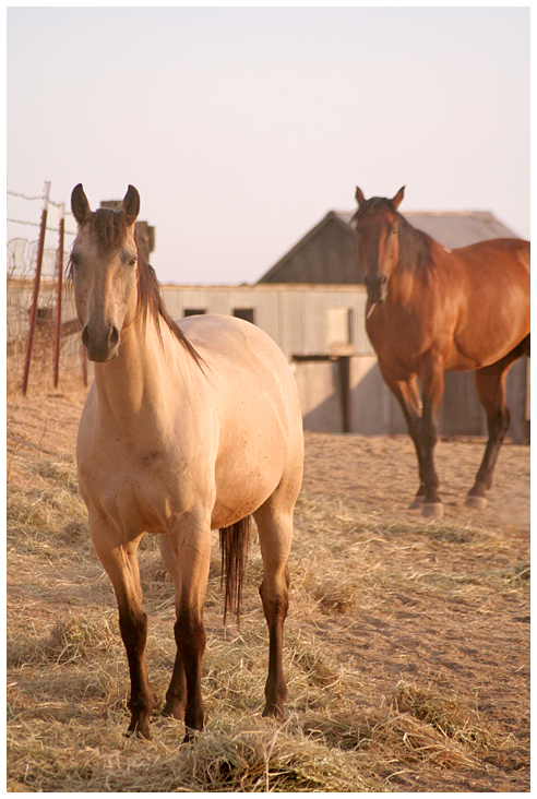 buckskin and bay at the dusk of day.