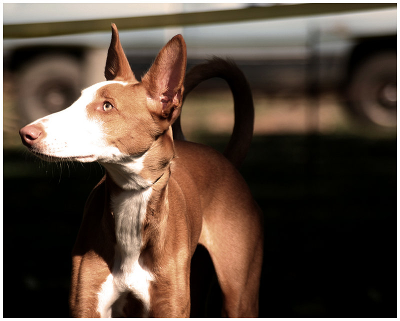 ibizan hound.