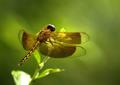 Golden Dragonfly