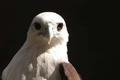 Eagle's Stare