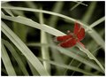 Red Dragonfly