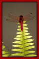 Dragon & Leaf