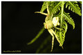 Crab Spider