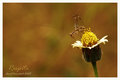 Respite