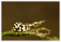 Ladies Mating