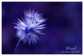Blue Weed