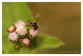 Bee Fly