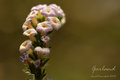 Macro Garland