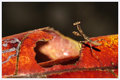 Red Leaf