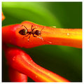 Fire Ant