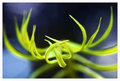 D2Dav01992-Bokeh-YelloGreen.jpg