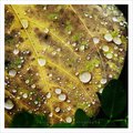 Dew