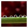 Drops in Line