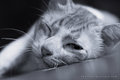 Catnap