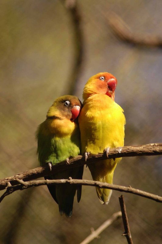 Lovebirds