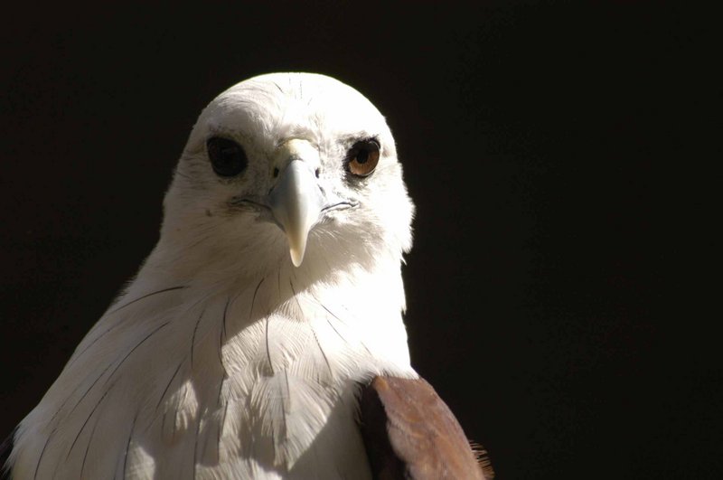 Eagle's Stare