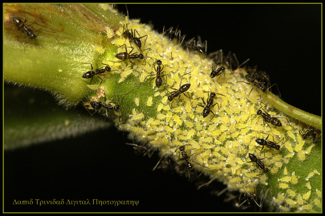 Ants and Aphids