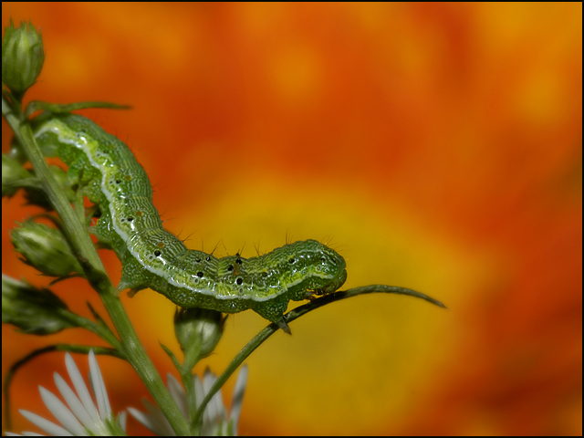 Caterpillar Burst