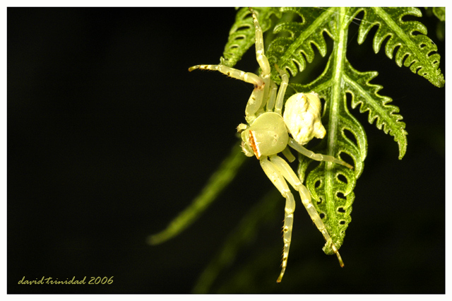 Crab Spider
