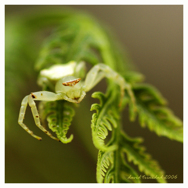 Preying