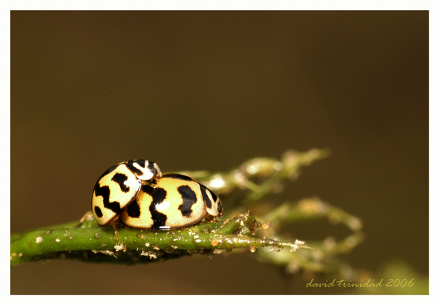 Ladies Mating
