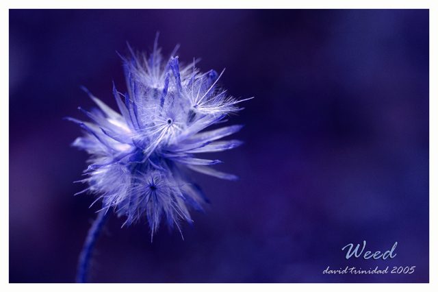 Blue Weed