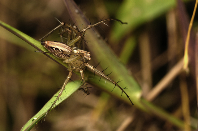 Spikey Spidey